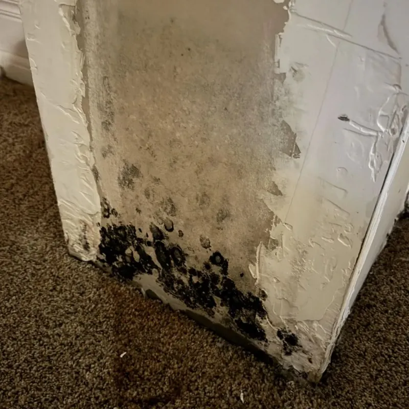 Professional Mold Removal in Cedar Hill, MO